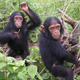 Illustration for article titled Do girls naturally prefer dolls to trucks? Evidence from 2 primate studies